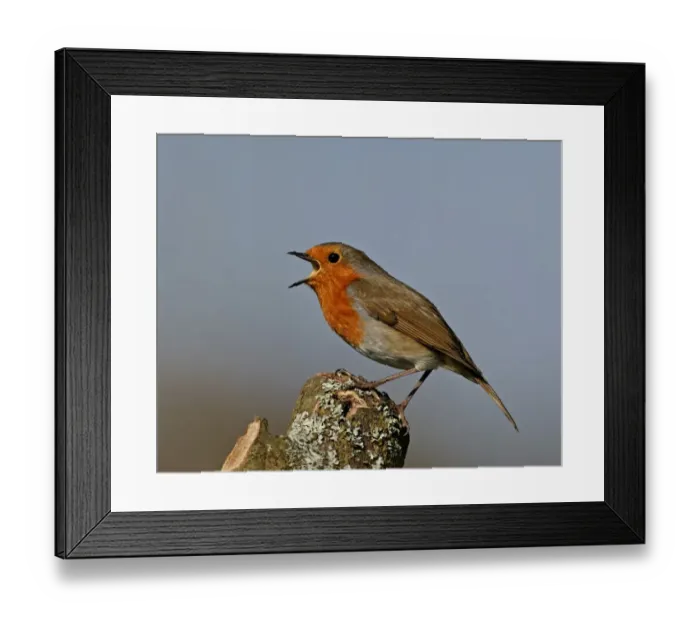 Framed Print : Robin Erithacus rubecula in song Kent spring Framed Print : Robin Erithacus rubecula in song Kent spring