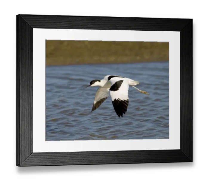 Framed Print : Avocet Minsmere May Framed Print : Avocet Minsmere May