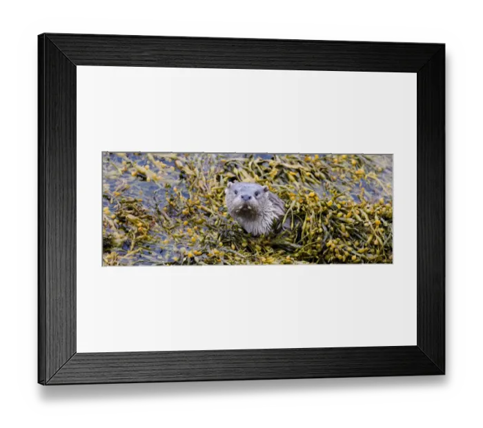 Framed Print : Otter Lutra lutra female Shetland Scotland June