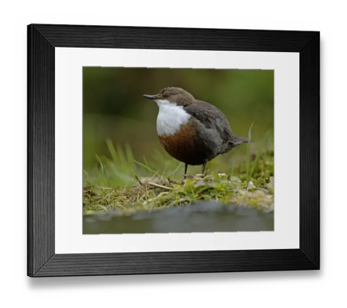 Framed Print : Dipper Cinclus cinclus Derbyshire April UK Framed Print : Dipper Cinclus cinclus Derbyshire April UK