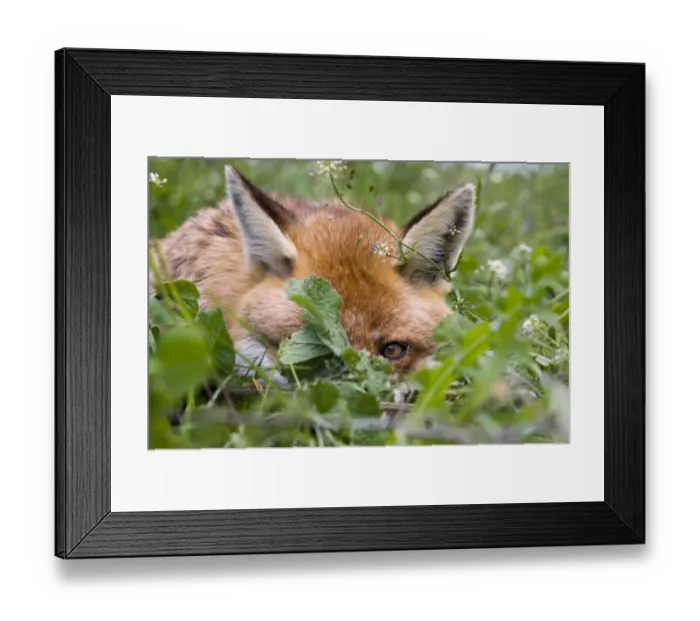 Framed Print : Fox Vulpes vulpes resting in orchard Kent summer Framed Print : Fox Vulpes vulpes resting in orchard Kent summer