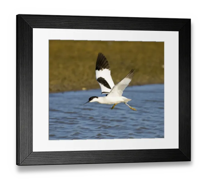Framed Print : Avocet Minsmere May Framed Print : Avocet Minsmere May