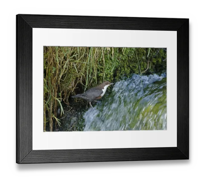 Framed Print : Dipper Cinclus cinclus below entrance to nest Derbyshire spring Framed Print : Dipper Cinclus cinclus below entrance to nest Derbyshire spring