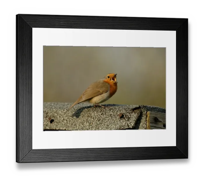 Framed Print : Robin Erithacus rubecula in song on roof of garden shed Kent UK April Framed Print : Robin Erithacus rubecula in song on roof of garden shed Kent UK April
