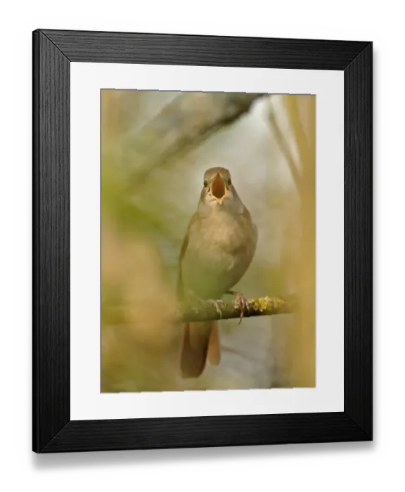 Framed Print : Nightingale Luscinia megarhynchos in song Kent Framed Print : Nightingale Luscinia megarhynchos in song Kent