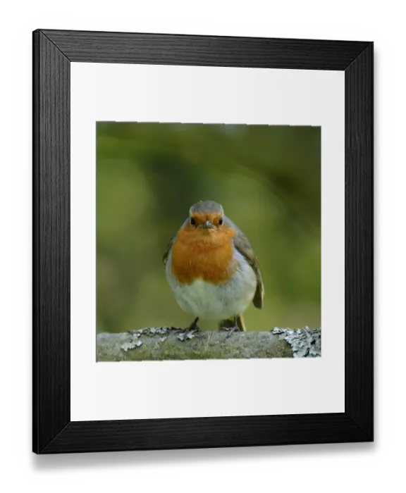 Framed Print : Robin Erithacus rubecula Kent UK April Framed Print : Robin Erithacus rubecula Kent UK April