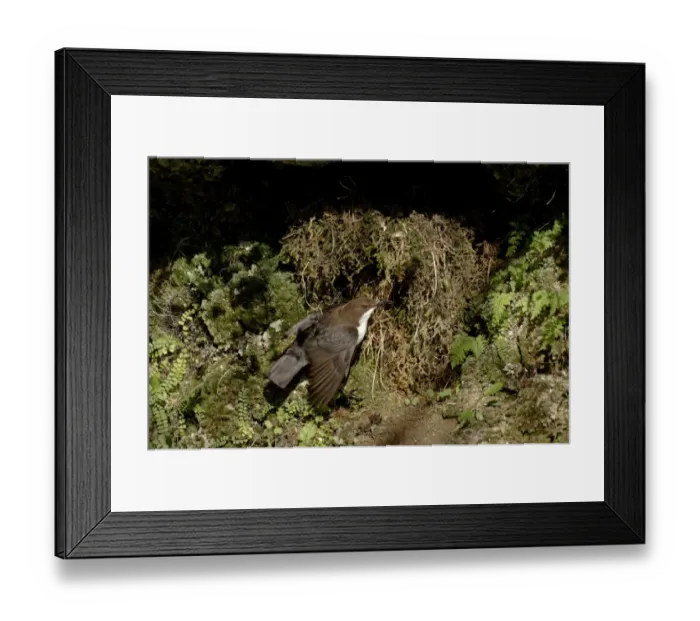 Framed Print : Dipper Cinclus cinclus at nest under overhang by waterfalll Derbyshire April UK Framed Print : Dipper Cinclus cinclus at nest under overhang by waterfalll Derbyshire April UK