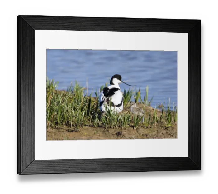 Framed Print : Avocet with chick on Scrape Minsmere May Framed Print : Avocet with chick on Scrape Minsmere May