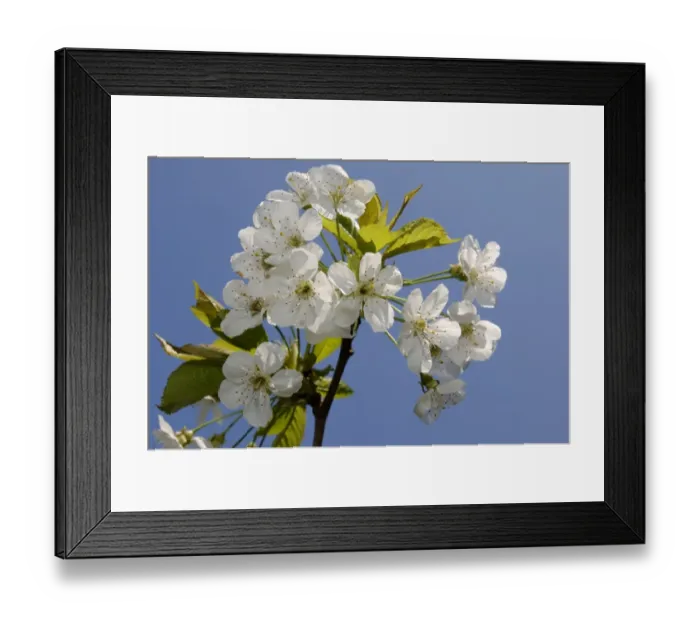 Framed Print : Cherry blossom Kent spring Framed Print : Cherry blossom Kent spring