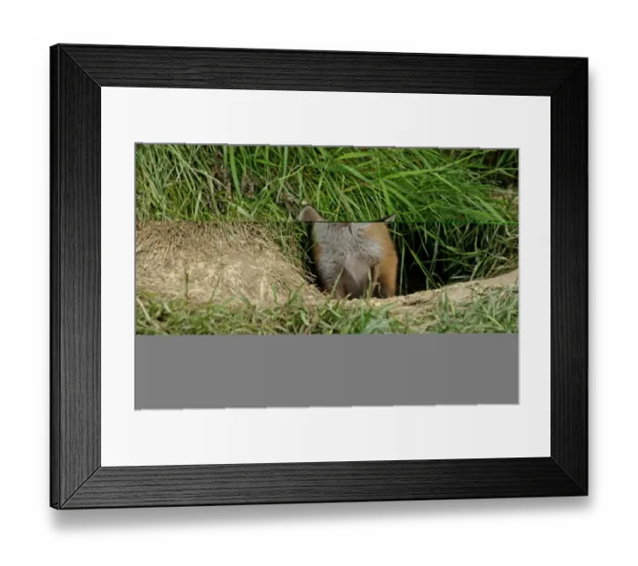 Framed Print : Fox Vulpes vulpes cub at entrance to earth Kent April Framed Print : Fox Vulpes vulpes cub at entrance to earth Kent April