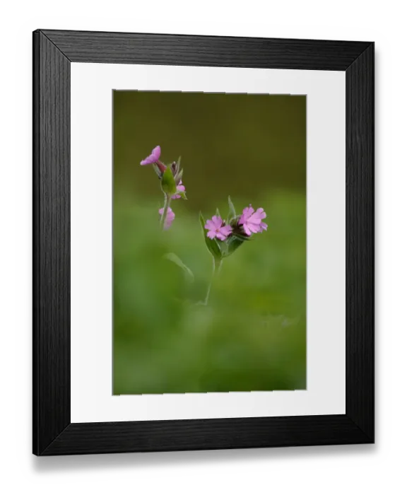 Framed Print : Red Campion Derbyshire May Framed Print : Red Campion Derbyshire May