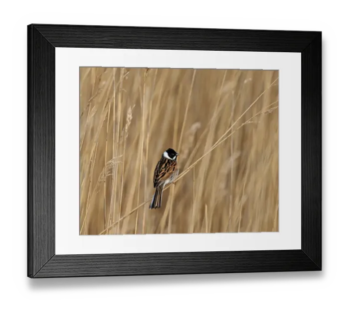 Framed Print : Reed Bunting Emberiza pallasi male in reeds Northumberland April UK Framed Print : Reed Bunting Emberiza pallasi male in reeds Northumberland April UK