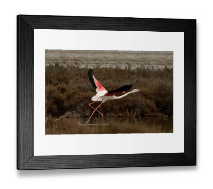 Framed Print : Greater Flamingo, Phoenicopterus ruber. Camargue, France, April Framed Print : Greater Flamingo, Phoenicopterus ruber. Camargue, France, April