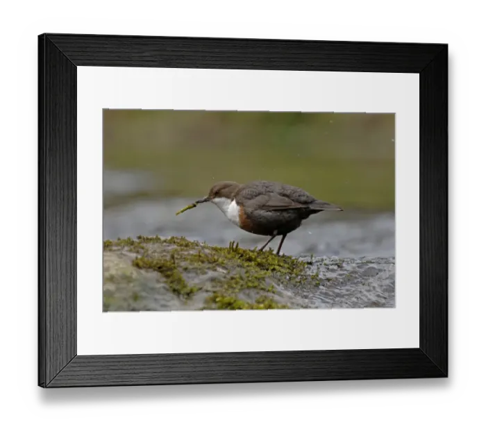 Framed Print : Dipper feeding on caddis fly larva Derbyshire spring Framed Print : Dipper feeding on caddis fly larva Derbyshire spring