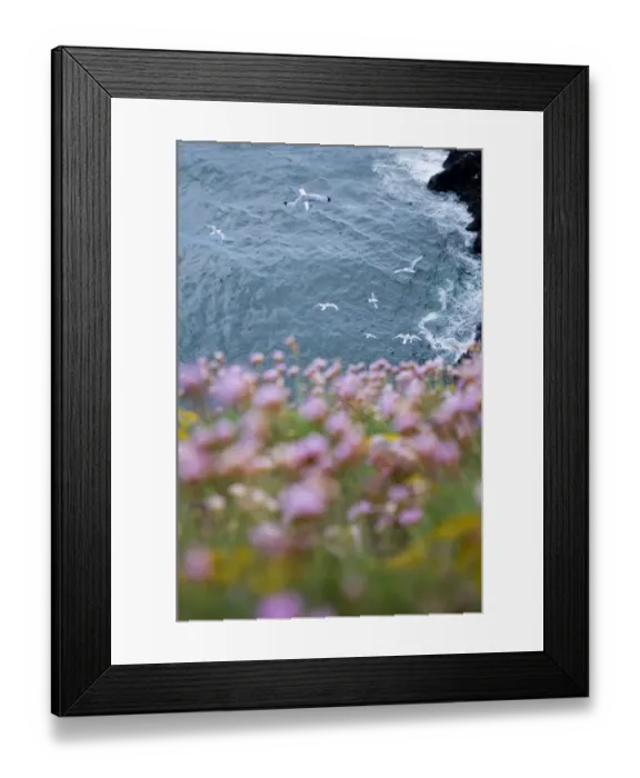 Framed Print : Kittiwakes and Thrift on cliff top Fowlsheugh RSPB reserve Scotland May Framed Print : Kittiwakes and Thrift on cliff top Fowlsheugh RSPB reserve Scotland May