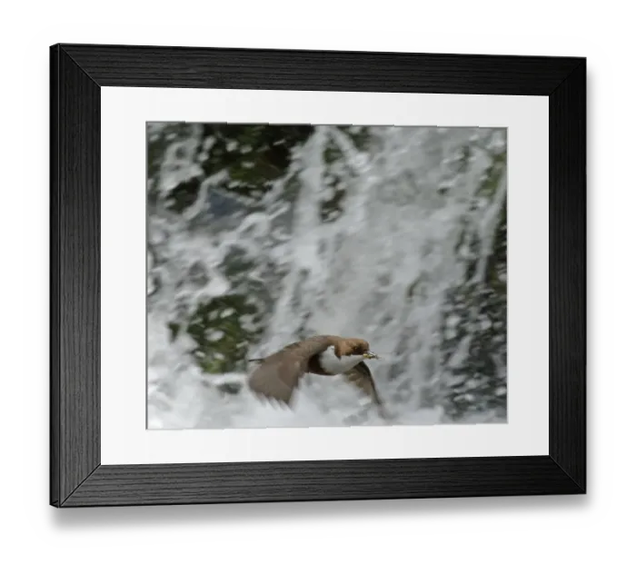 Framed Print : Dipper Cinclus cinclus flying across waterfall with food in mouth for young at nest Framed Print : Dipper Cinclus cinclus flying across waterfall with food in mouth for young at nest