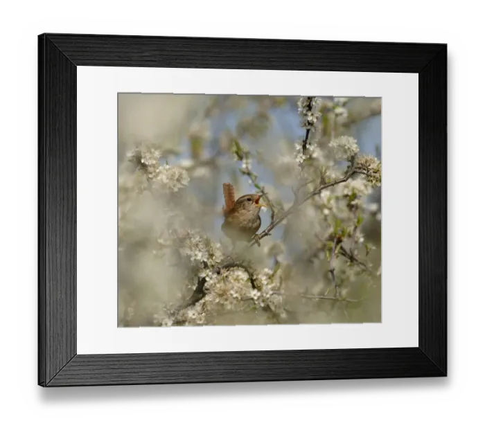 Framed Print : Wren Troglodytes troglodytes in song amongst Blackthorn Kent spring Framed Print : Wren Troglodytes troglodytes in song amongst Blackthorn Kent spring