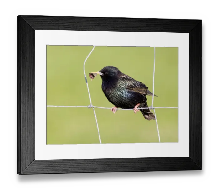 Framed Print : Starling Sturnus vulgaris with nest material UK May Framed Print : Starling Sturnus vulgaris with nest material UK May