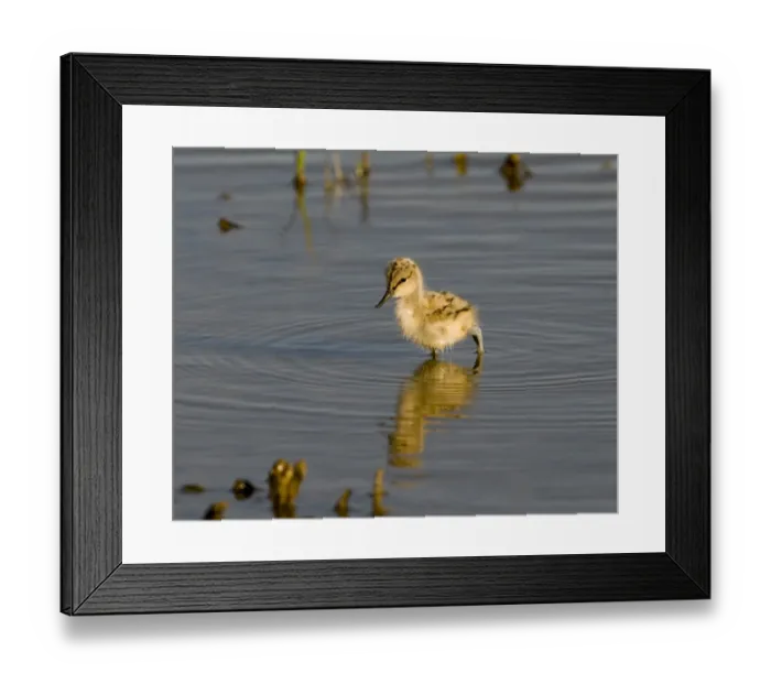 Framed Print : Avocet chick Minsmere, May