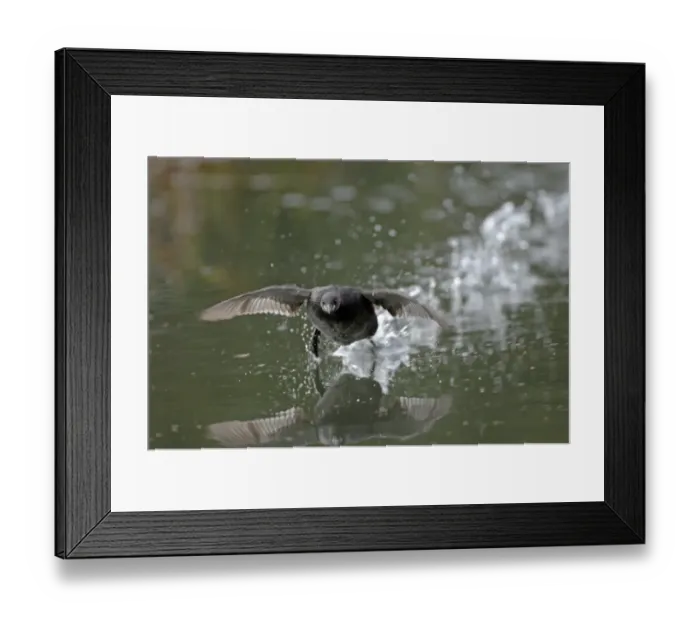 Framed Print : Little Grebe Tachybaptus ruficollis taking off UK spring