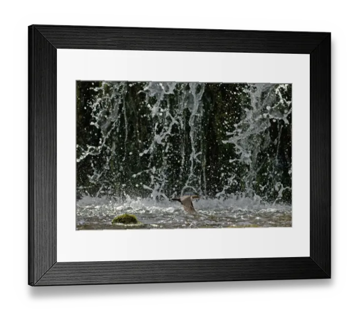 Framed Print : Dipper Cinclus cinclus flying across face of waterfall Derbyshire spring Framed Print : Dipper Cinclus cinclus flying across face of waterfall Derbyshire spring