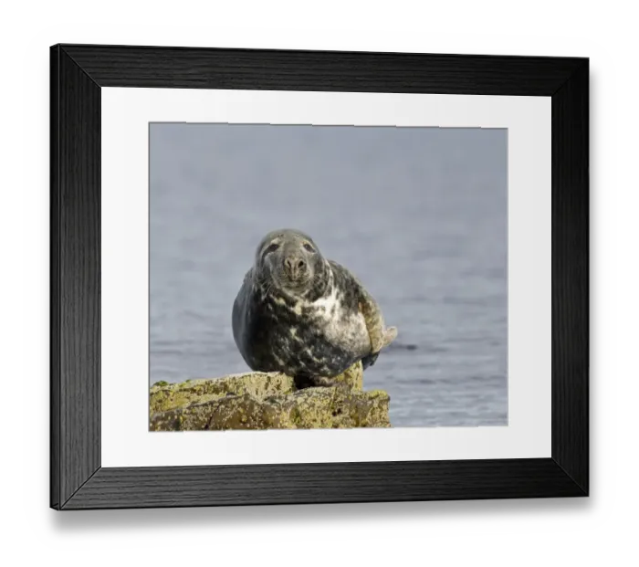 Framed Print : Grey Seal Halichoerus gryphus Shetland May Framed Print : Grey Seal Halichoerus gryphus Shetland May