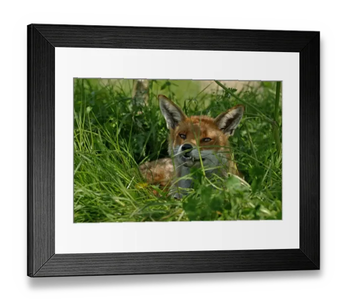 Framed Print : Fox Vulpes vulpes resting in orchard Kent summer Framed Print : Fox Vulpes vulpes resting in orchard Kent summer