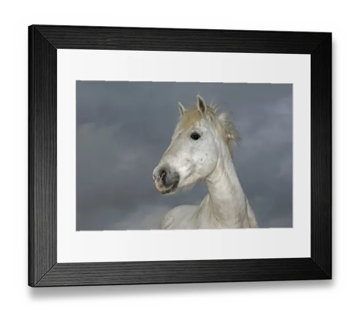 Framed Print : Camargue White Horses stallions Camargue France Framed Print : Camargue White Horses stallions Camargue France