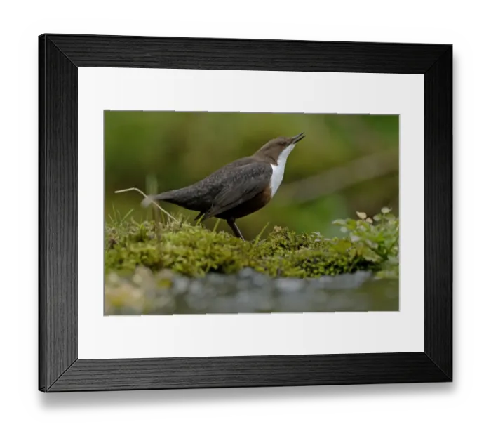 Framed Print : Dipper Cinclus cinclus in song Derbyshire April UK Framed Print : Dipper Cinclus cinclus in song Derbyshire April UK