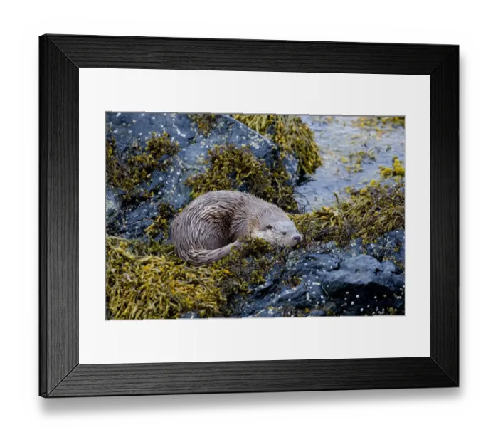 Framed Print : Otter Lutra lutra female Shetland Scotland June Framed Print : Otter Lutra lutra female Shetland Scotland June