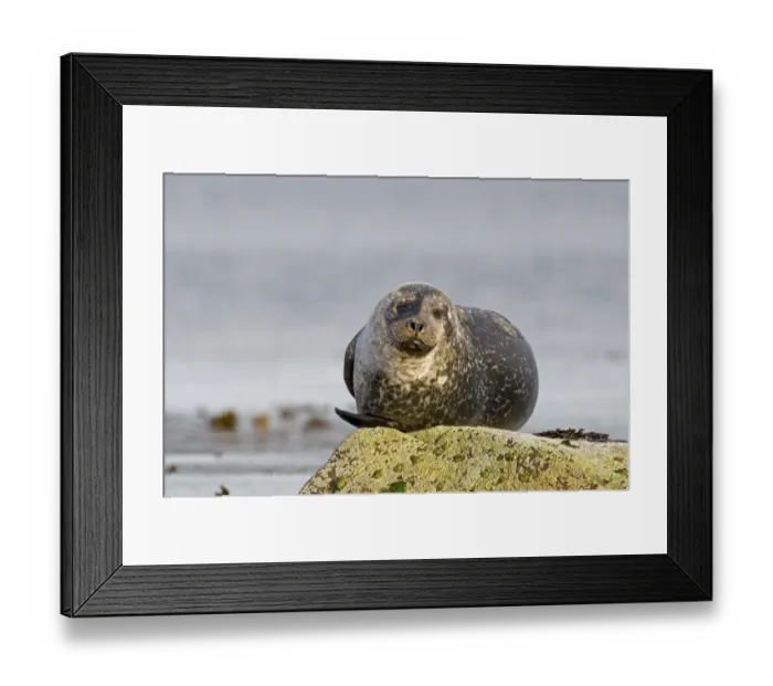 Framed Print : Common Seal Phoca vitulina Shetland June Framed Print : Common Seal Phoca vitulina Shetland June