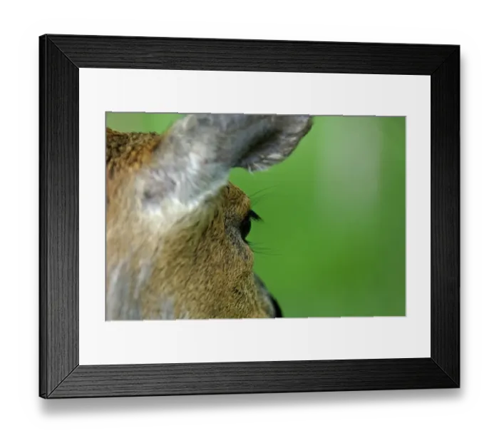 Framed Print : Roe deer Kent May Framed Print : Roe deer Kent May