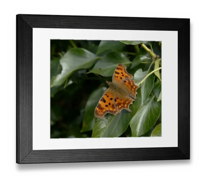 Framed Print : Comma Butterfly Kent spring Framed Print : Comma Butterfly Kent spring
