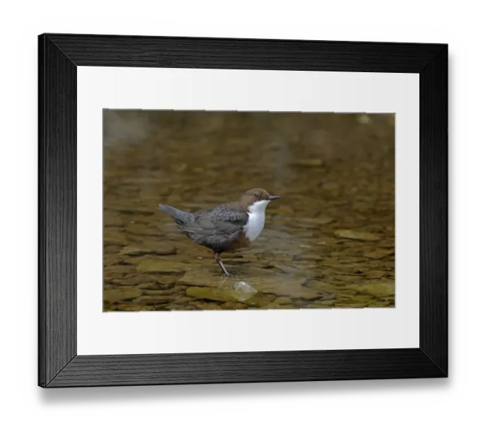 Framed Print : Dipper Cinclus cinclus Derbyshire April UK Framed Print : Dipper Cinclus cinclus Derbyshire April UK