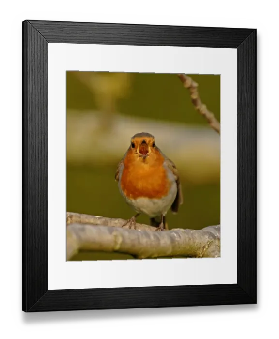 Framed Print : Robin Erithacus rubecula in song Kent spring Framed Print : Robin Erithacus rubecula in song Kent spring
