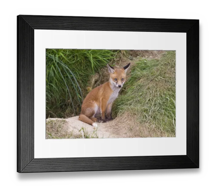 Framed Print : Fox cub Vulpes vulpes at entrance to earth Kent spring Framed Print : Fox cub Vulpes vulpes at entrance to earth Kent spring