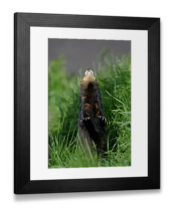 Framed Print : Polecat looking up at bird in tree captive May Framed Print : Polecat looking up at bird in tree captive May