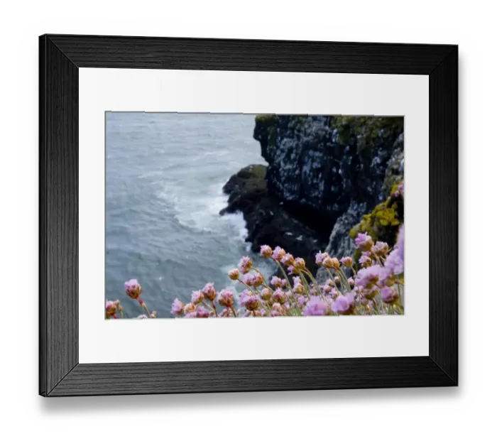 Framed Print : Thrift on cliff top Fowlsheugh RSPB reserve Scotland May Framed Print : Thrift on cliff top Fowlsheugh RSPB reserve Scotland May