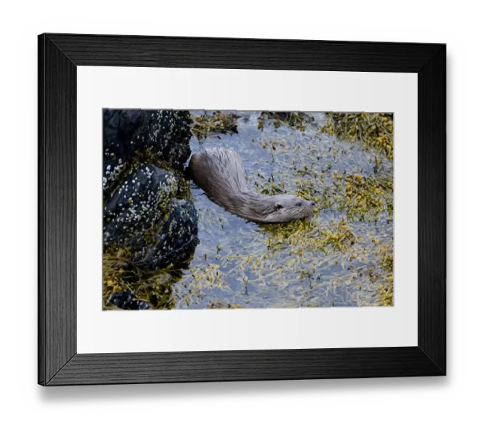 Framed Print : Otter Lutra lutra female Shetland Scotland June Framed Print : Otter Lutra lutra female Shetland Scotland June