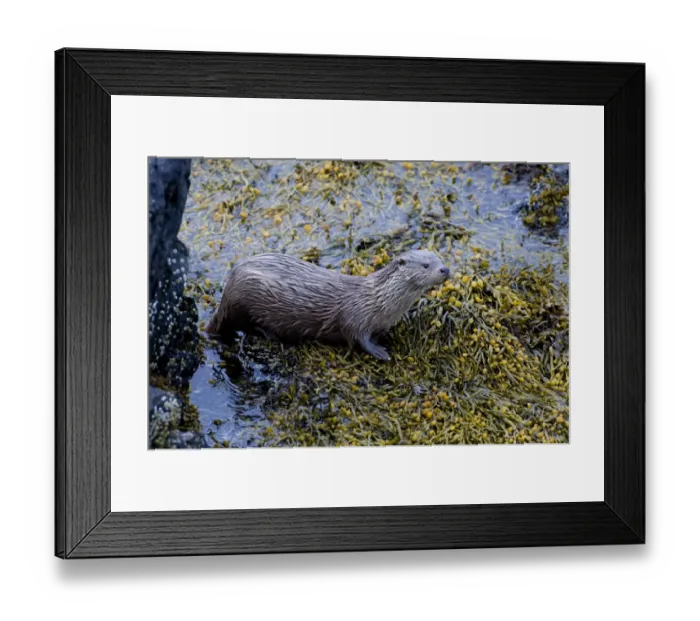 Framed Print : Otter Lutra lutra female Shetland Scotland June Framed Print : Otter Lutra lutra female Shetland Scotland June