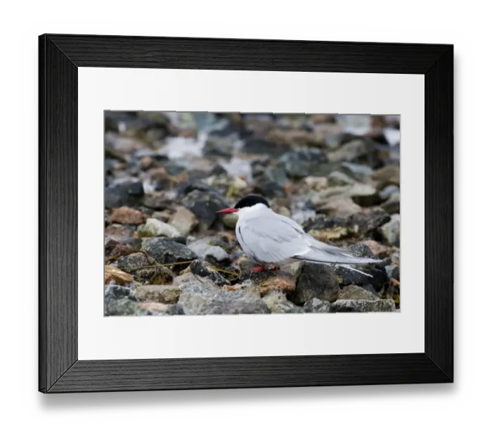 Framed Print : Arctic Tern Sterna paradisaea adult Shetland Scotland May