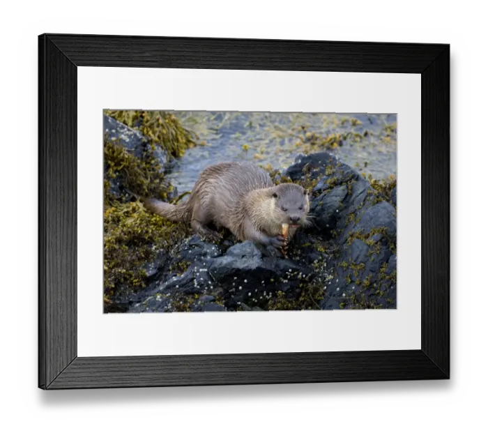 Framed Print : Otter Lutra lutra (dog) eating crab Shetland Scotland June Framed Print : Otter Lutra lutra (dog) eating crab Shetland Scotland June