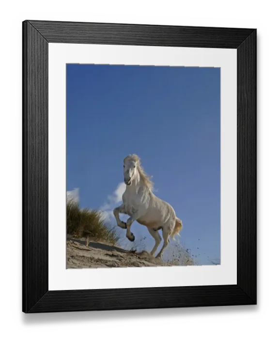 Framed Print : Camargue White Horse Camargue France April Framed Print : Camargue White Horse Camargue France April