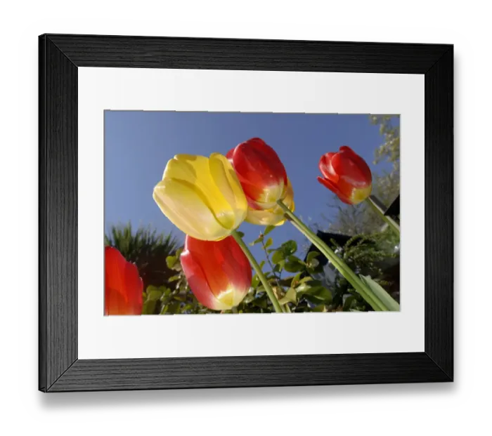 Framed Print : Tulips in garden in spring UK Framed Print : Tulips in garden in spring UK