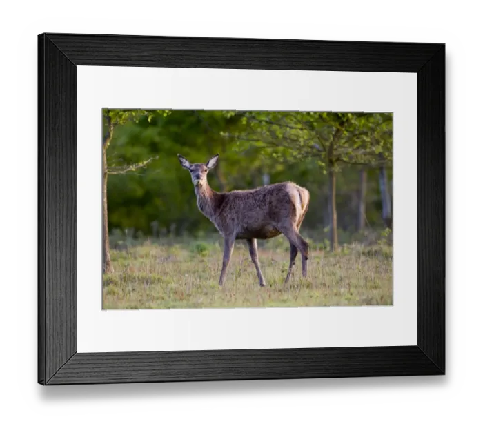 Framed Print : Red Deer Minsmere Suffolk May Framed Print : Red Deer Minsmere Suffolk May