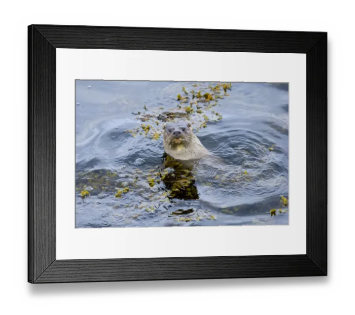 Framed Print : Otter Lutra lutra (dog) Shetland Scotland June Framed Print : Otter Lutra lutra (dog) Shetland Scotland June