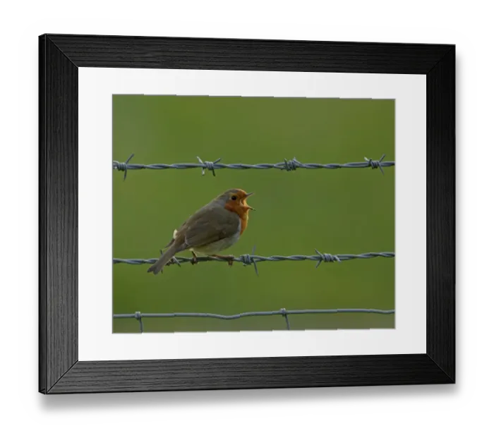 Framed Print : Robin Erithacus rubecula, in song Kent, UK, April Framed Print : Robin Erithacus rubecula, in song Kent, UK, April