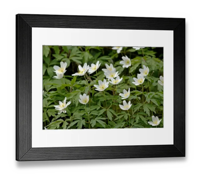 Framed Print : Wood Anenomes Derbyshire April Framed Print : Wood Anenomes Derbyshire April