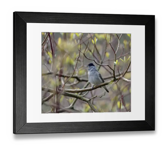 Framed Print : Blackcap Sylvia atricapilla, in song kent april Framed Print : Blackcap Sylvia atricapilla, in song kent april