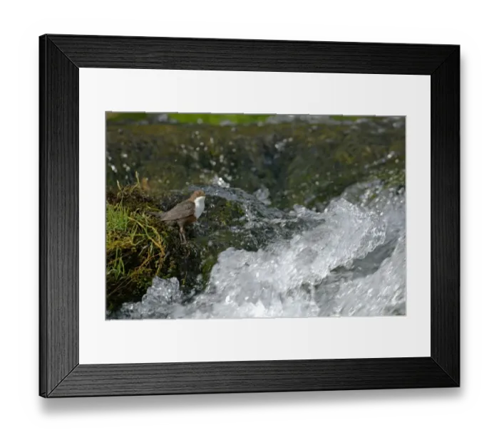 Framed Print : Dipper Cinclus cinclus at waterfall Derbyshire April, UK Framed Print : Dipper Cinclus cinclus at waterfall Derbyshire April, UK